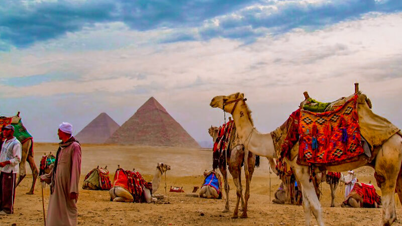 Camels in the desert